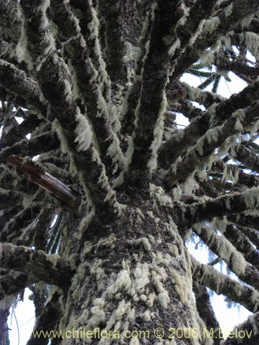 Фотография Araucaria araucana (Araucaria / Pehuén / Piñonero). Щелкните, чтобы увеличить вырез.